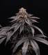 Bacio Gelato (Mint Chocolate Chip x Animal Cookies)