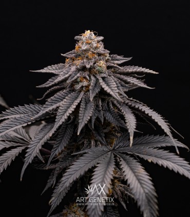 Bacio Gelato (Mint Chocolate Chip x Animal Cookies)