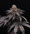 Bacio Gelato (Mint Chocolate Chip x Animal Cookies)