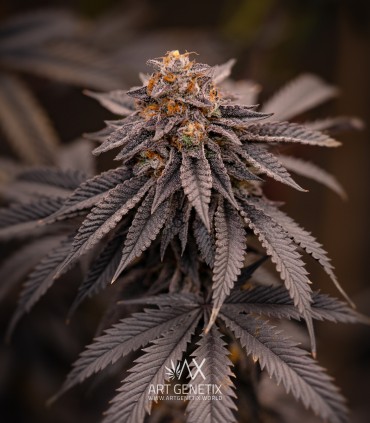 Bacio Gelato (Mint Chocolate Chip x Animal Cookies)