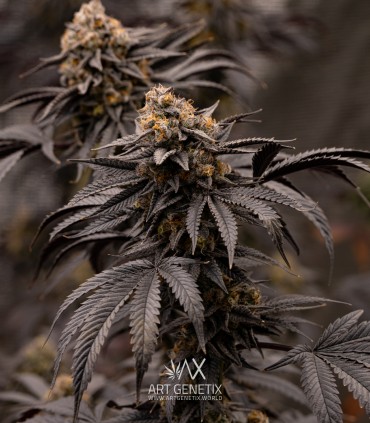 Bacio Gelato (Mint Chocolate Chip x Animal Cookies)