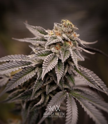 Bacio Gelato (Mint Chocolate Chip x Animal Cookies)