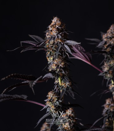 Fruttino (Peach Girl x Strawberry Banana BX1)