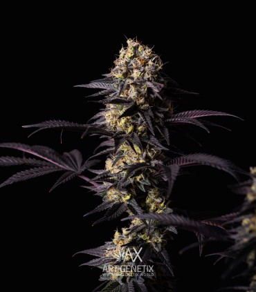 Fruttino (Peach Girl x Strawberry Banana BX1)