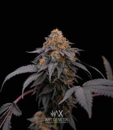 Fruttino (Peach Girl x Strawberry Banana BX1)