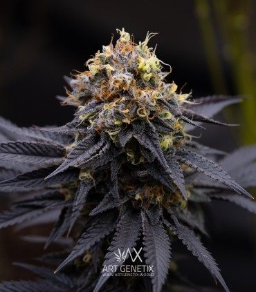 Fruttino (Peach Girl x Strawberry Banana BX1)