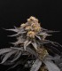 Peach Girl (Mango Cookies x Morositax)