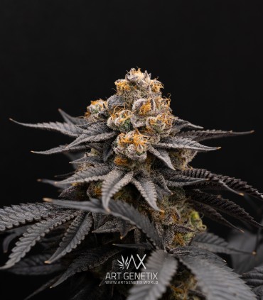 Peach Girl (Mango Cookies x Morositax)