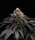Peach Girl (Mango Cookies x Morositax)