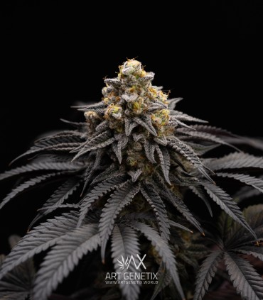 Peach Girl (Mango Cookies x Morositax)