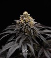 Peach Girl (Mango Cookies x Morositax)