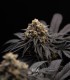 Peach Girl (Mango Cookies x Morositax)