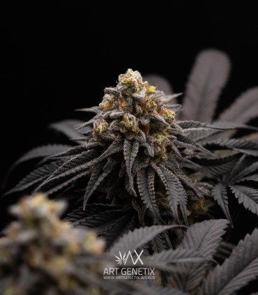 Peach Girl (Mango Cookies x Morositax)