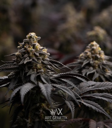 Peach Girl (Mango Cookies x Morositax)