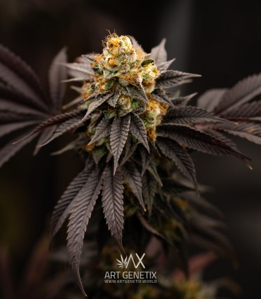 Sherbet-Z (Do Si Dos x Animal Cookies)