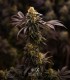 Sherbet-Z (Do Si Dos x Animal Cookies)