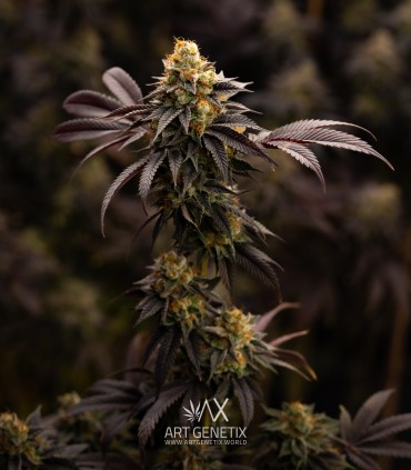 Sherbet-Z (Do Si Dos x Animal Cookies)