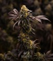 Sherbet-Z (Do Si Dos x Animal Cookies)