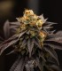 Sherbet-Z (Do Si Dos x Animal Cookies)