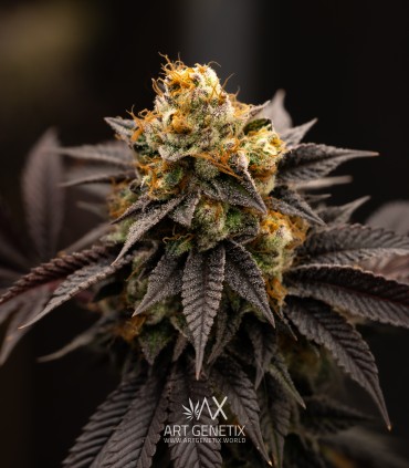 Sherbet-Z (Do Si Dos x Animal Cookies)