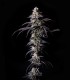 Clementine Cookies (Mandarine Dreams x Mandarine Cookies)
