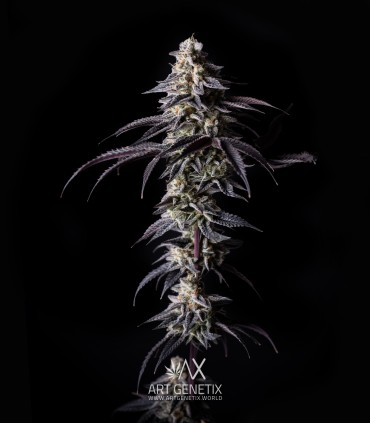 Clementine Cookies (Mandarine Dreams x Mandarine Cookies)
