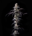 Clementine Cookies (Mandarine Dreams x Mandarine Cookies)