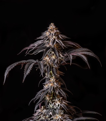 Clementine Cookies (Mandarine Dreams x Mandarine Cookies)