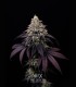 Clementine Cookies (Mandarine Dreams x Mandarine Cookies)