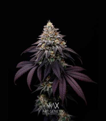 Clementine Cookies (Mandarine Dreams x Mandarine Cookies)