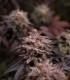 Clementine Cookies (Mandarine Dreams x Mandarine Cookies)