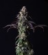 Lemon Whipped Cream (Tropicana Cookies F2 x Monkey Mints)