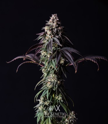 Lemon Whipped Cream (Tropicana Cookies F2 x Monkey Mints)