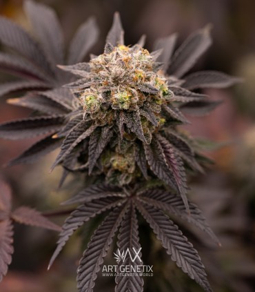 Lemon Whipped Cream (Tropicana Cookies F2 x Monkey Mints)