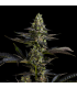 Banana Cake (Strawberry Banana BX1 x Morositax)