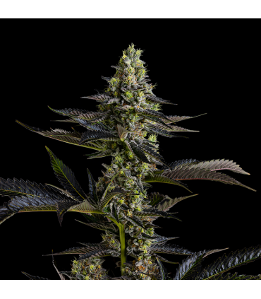 Banana Cake (Strawberry Banana BX1 x Morositax)