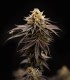 Persian Girl (Peach Girl x Sherbet-Z)
