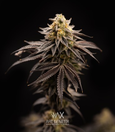 Persian Girl (Peach Girl x Sherbet-Z)