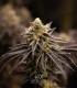 Persian Girl (Peach Girl x Sherbet-Z)