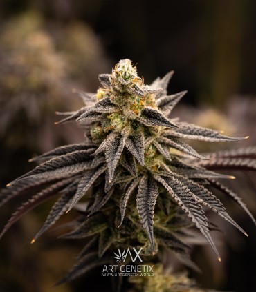 Persian Girl (Peach Girl x Sherbet-Z)