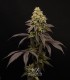 Persian Girl (Peach Girl x Sherbet-Z)