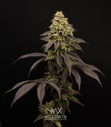 Persian Girl (Peach Girl x Sherbet-Z)