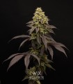 Persian Girl (Peach Girl x Sherbet-Z)