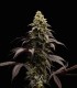 Persian Girl (Peach Girl x Sherbet-Z)