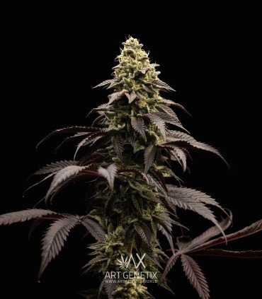Persian Girl (Peach Girl x Sherbet-Z)