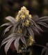 Persian Mood (Bacio Gelato x Sherbet-Z)