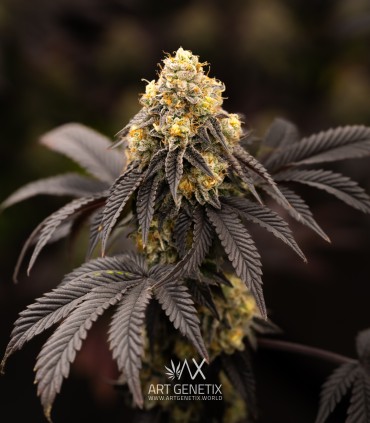 Persian Mood (Bacio Gelato x Sherbet-Z)