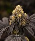 Persian Mood (Bacio Gelato x Sherbet-Z)