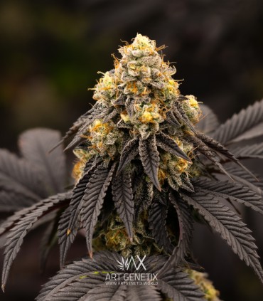Persian Mood (Bacio Gelato x Sherbet-Z)