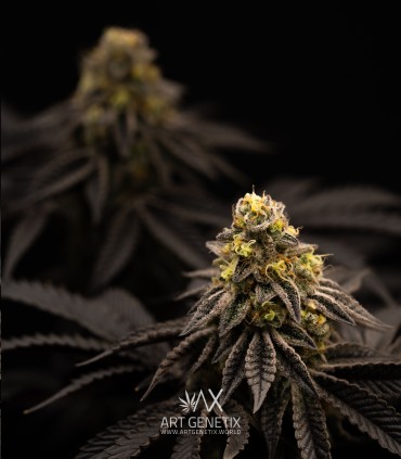 Persian Mood (Bacio Gelato x Sherbet-Z)